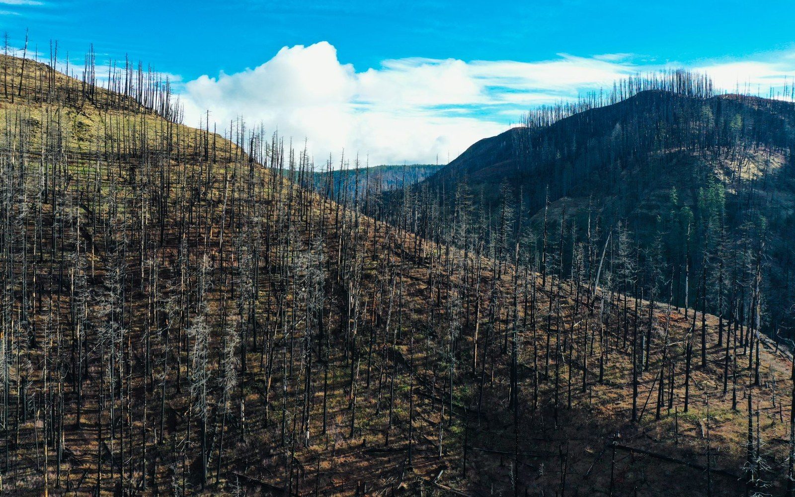 Burn scar along the canyon corridor. The 416 Fire started on 1 June 2018 and stopped the trains for weeks.