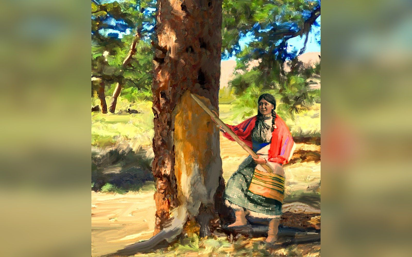 A Ute woman peeling a ponderosa pine, from a historical illustration. The Brunot Agreement of 1873 took the mountains.